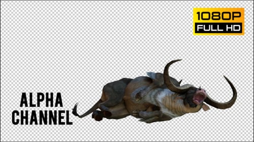 Animated Wildebeest Getting Up and Lying Down