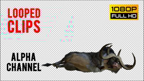 Dynamic 3D Wildebeest Animation: Falling, Standing, and Walking Cycle