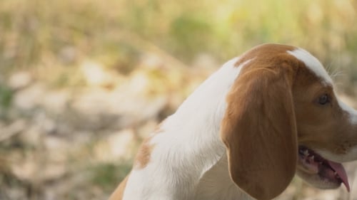 Adorable Beagle Dog Sitting Outdoors in the Daytime