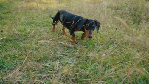 Dachshund Breed Dog Outdoors