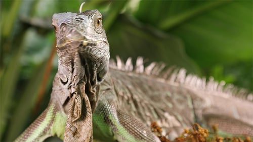 Portrait of Large Green Iguana