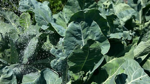 Irrigation 2