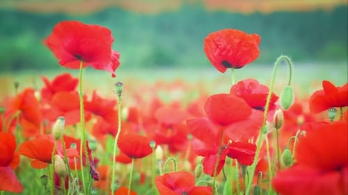 Wilde rote Mohnblumen auf dem Feld, Bäume im Hintergrund
