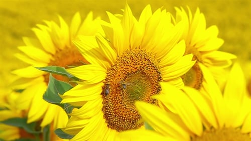 Vibrant Sunflowers Blooming in Summer Daylight