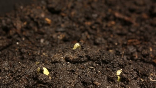 Growing Plants
