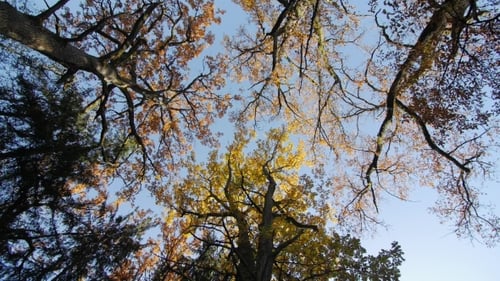 Autumn in the Treetops