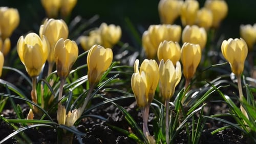 Yellow Crocus Flowers in Spring Garden