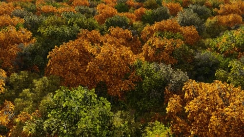 Aerial View Autumn Forest Landscape