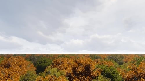 Luftaufnahme Herbst Waldlandschaft