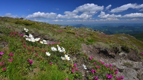 Schönheit Weiße Blumen im Hochgebirge