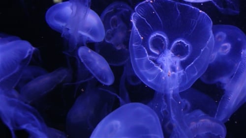 Viele blau leuchtende Quallen bewegen sich im dunkelblauen Wasser.