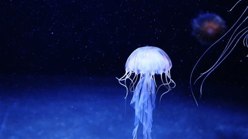 Jellyfish Floating Gracefully in Dark Blue Water