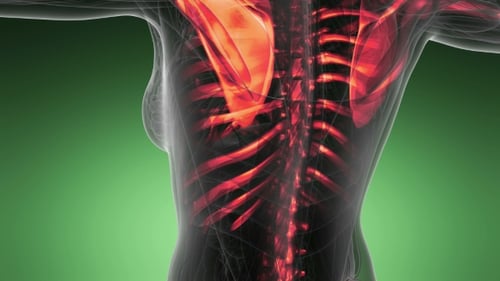3D Human Skeleton X-Ray Scan Showing Bones and Joints