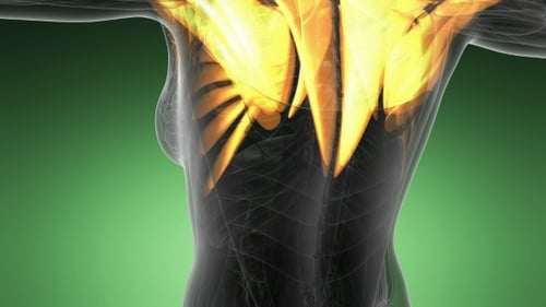 3D Human Anatomy Scan with Glowing Muscles and Nervous System