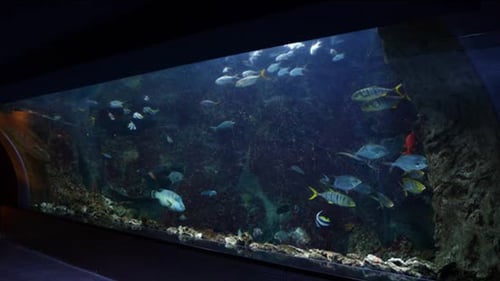 Aquarium