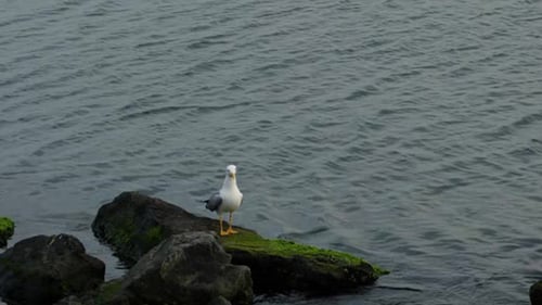 Seagull Stands on a Mossy Rock near the Ocean