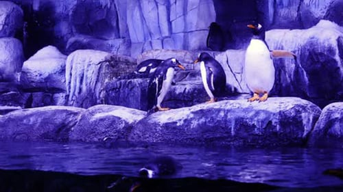 Penguins Swimming and Standing on Rocks