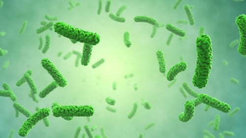 Bacteria Colony