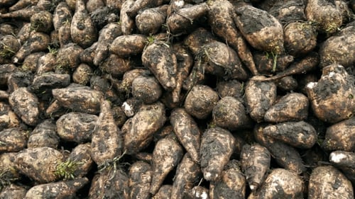 Harvesting Sugar Beets