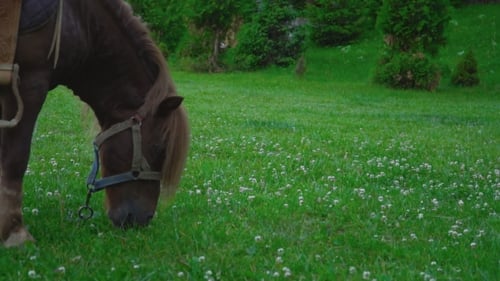 Caballo marrón poni con una melena grande