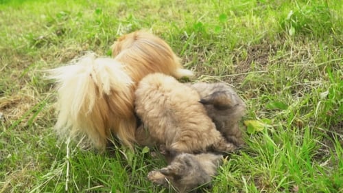 Familienhunde der Pekinese-Rasse