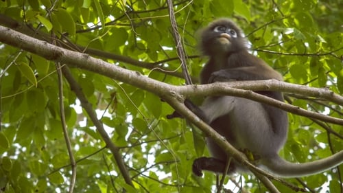 Dunkelblättriger Affe, Langue auf einem Baum, der grüne Blätter isst und nach unten schaut, Railay, Krabi, Thailand