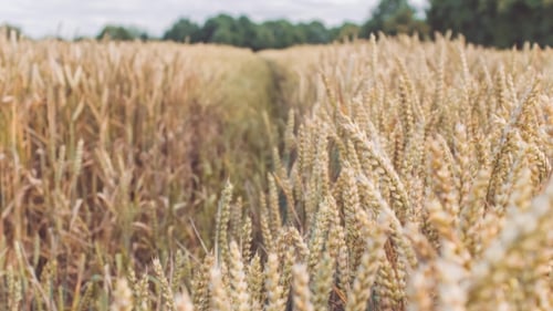 Trockene goldene Weizenspitzen in einem Feld.