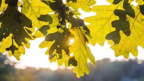 Fusées solaires jouant à travers les feuilles de chêne.