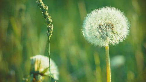Löwenzahnfeld über der Natur, grüner, verschwommener Hintergrund