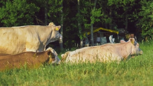 Weiße und braune Kühe ruhen auf einer Wiese.
Deutschland