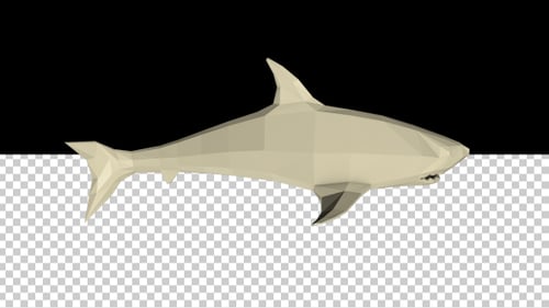 Low Poly Shark Swimming Animation