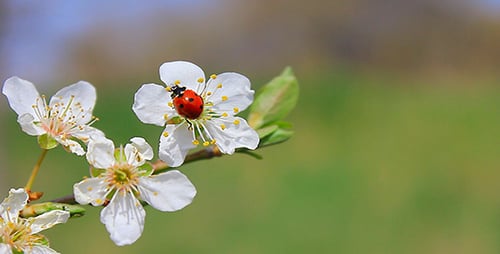 Ladybug Crawling on White Blossoms in Spring
