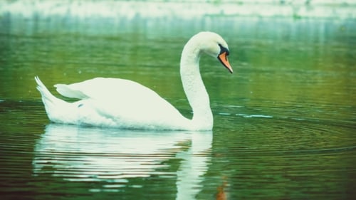 Single White Beautiful Swan Swiming in Lake, Water Reflection