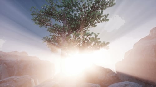 Sun Beams Through Trees