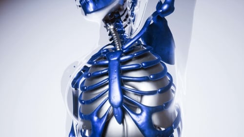 3D Medical Scan of Human Skeleton and Internal Organs