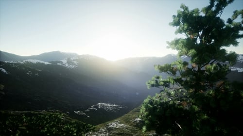 Sun Beams Through Trees