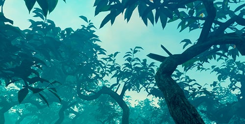 Forest In The Morning Mist