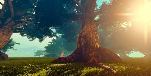 Large Trees In The Forest