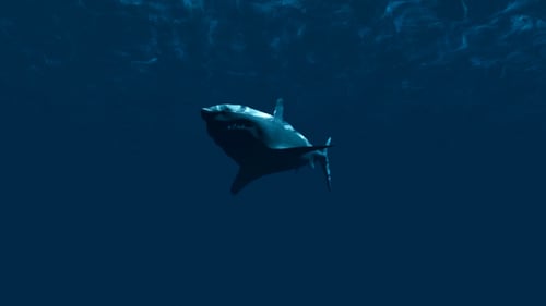 Realistic Shark Underwater Swim Animation