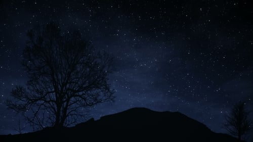 Eine Sternennacht mit einem Schatten eines Baumes im Vordergrund und mit einem Sternenwegeffekt