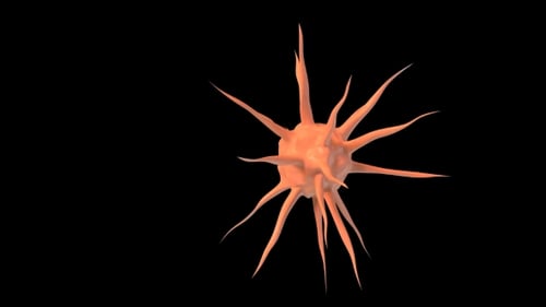 Bacteria Infection on Black Able To Loop