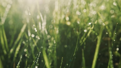 Strahlender Morgentau auf grünem Gras, Frische, Harmonie, Natur, Schönheit, Lebensfreude, wunderschön