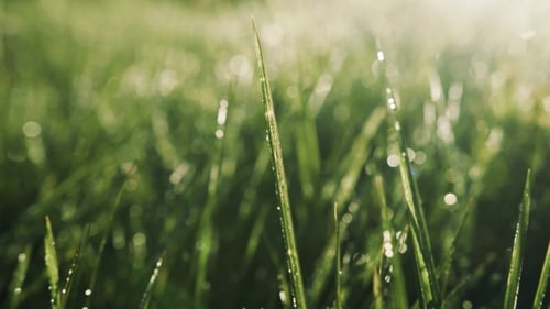 Morning Dew on Bright Sunlight Sunrise, Drops of Dew Tranquil, Relaxed Atmospher