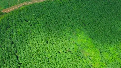 Wunderschöne tropische Gummibaum-Plantage. 4K