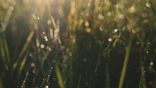 Bright Morning Dew on Green Mountain Grass Nature Beauty, Pureness Feeling Fresh, Blooming