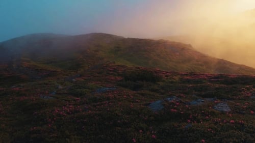 Stunning View of Flowered Mountain Meadow at Sunrise, Fog Around Nature Beauty, Stunning Landscape