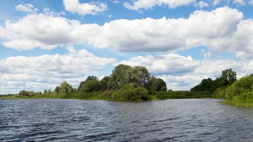 Forêt d'été sur la rive de la rivière