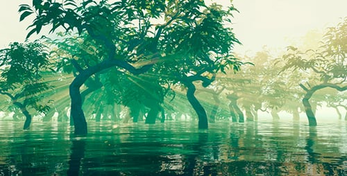 Fantastic Forest At Sunset