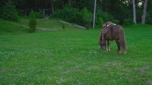Caballo marrón poni con una melena grande