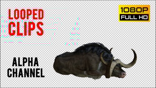 Animated Wildebeest Wild Animal Standing and Lying Down Cycle